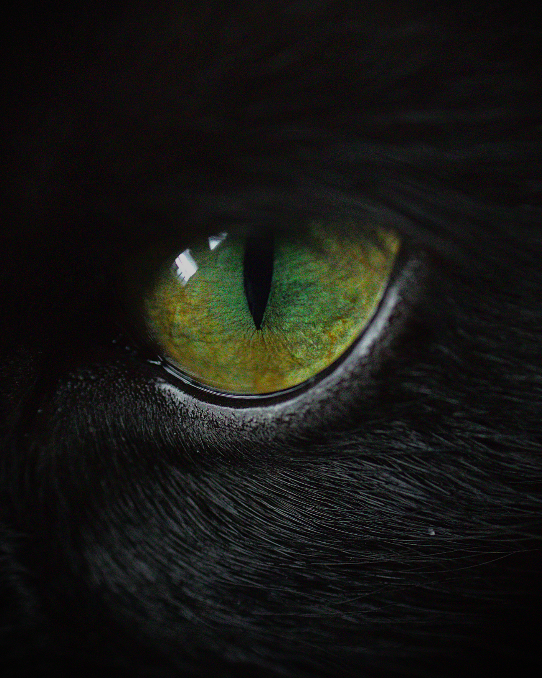 Como controlar a mente